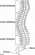Image result for Cervical Spine Bone Anatomy