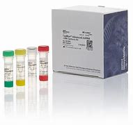 Image result for cDNA Synthesis Kit