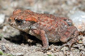 Image result for Toad Images