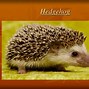 Image result for What to Feed Hedgehogs