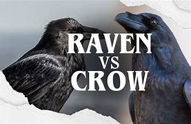 Image result for Raven vs Crow Feather