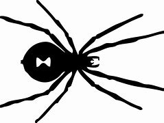 Image result for 6 Spider Image Black and White