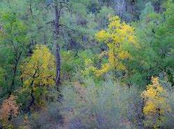 Image result for Prescott Arizona in Fall