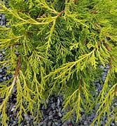 Juniperus x pfitzeriana Old Gold 的图像结果