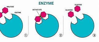 Image result for Enzyme-Labeled