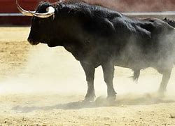 Image result for Biggest Bull That Traveled in the 80s