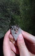 Image result for Insectivore Bats