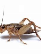 Image result for Female Cricket Insect
