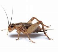 Image result for Cricket Bug