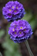 Image result for Primula auricula Lilac Domino