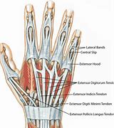 Image result for Tendones Pulgar