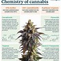 Image result for List of All Cannabinoids