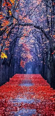 Image result for Fall Leaves iPhone Wallpaper