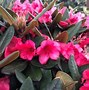 Image result for rhododendron 