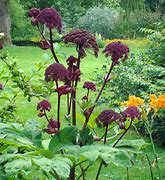 Image result for Angelica gigas