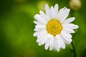 Image result for Peaceminusone Flower