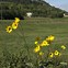 Image result for Helianthus tuberosus (AARDPEER)