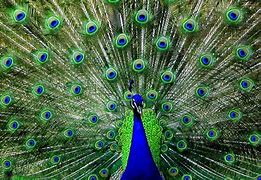Image result for Colorful Peacock Clip Art Logo