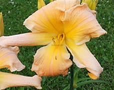 Image result for Hemerocallis Peach Twister