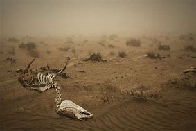 Image result for Dust Bowl Animals