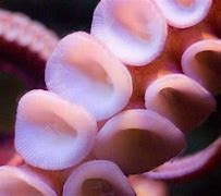 Image result for Ocellated Octopus