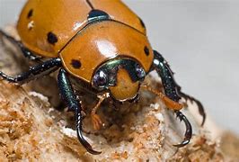 Image result for "Spotted-Grapevine-Beetle"