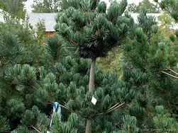 Image result for Pinus parviflora Glauca