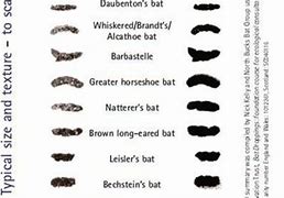 Image result for Identify Bat Poop