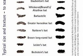 Image result for Bat Droppings Identification