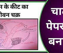 Image result for Hindi Typing Chart Paper