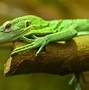 Image result for Monitor Lizard Species