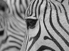 Image result for zebra_górska