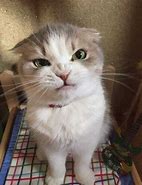 Image result for Angry Cat at Table Meme Japanese Artwork