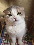 Image result for Angry Cat Meme No Words