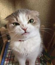 Image result for Angry Cat On Counch Meme