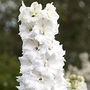 Image result for Delphinium pacific Galahad