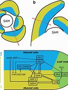 Image result for abaxial