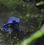 Image result for Poison Dart Frog Life Cycle