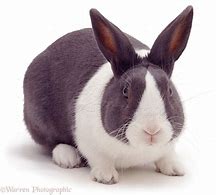 Image result for A Blue Boy Bunny