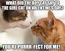 Image result for Cat Valentine Day Meme