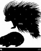 Image result for What Is the Difference Between Hedgehog and Porcupine