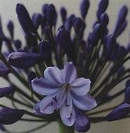 Image result for AGAPANTHUS JOHANNA