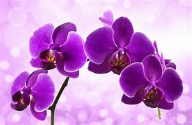 Image result for Free Orchid Wallpaper