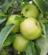 Image result for Apple Tan