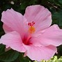 Image result for Hot Pink Flower Wallpaper