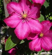 Image result for Pink Clematis