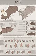 Image result for Bat Anatomy Poster