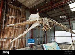 Image result for Sperm Whale Skeleton