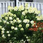 Image result for Hydrangea pan. Limelight