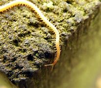 Image result for Centipede